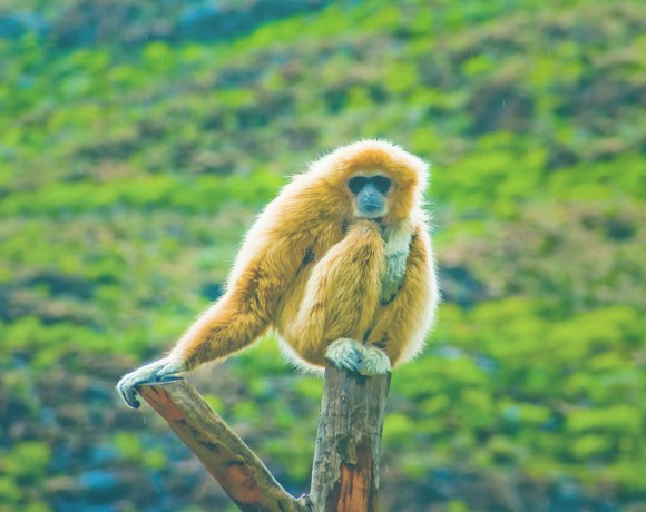 picture of a monkey